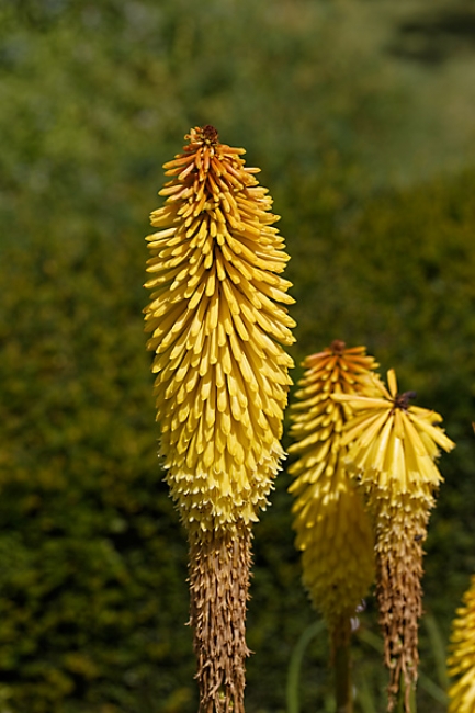 Jardin des Impressionnistes-095